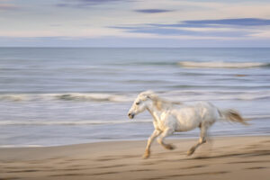 White Horses of Camargue XI