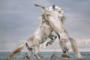 White Horses of Camargue XV