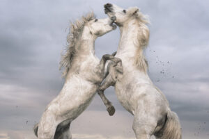 White Horses of Camargue XVI
