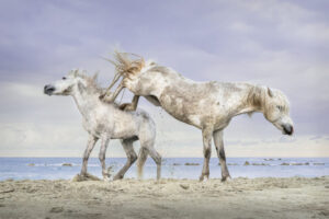 White Horses of Camargue XIX