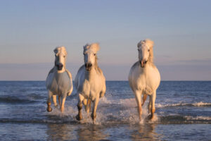 White Horses of Camargue XX White Horses of Camargue XX