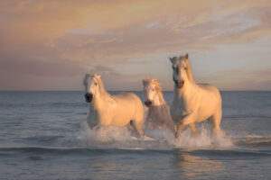 White Horses of Camargue XXI White Horses of Camargue XXI