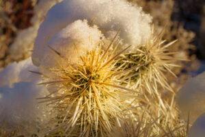 Cholla Snowcap I Cholla Snowcap I