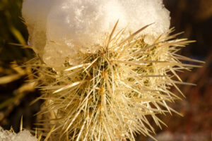 Cholla Snowcap II Cholla Snowcap II