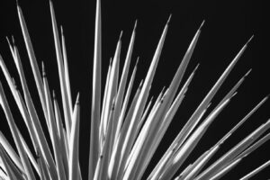 Yucca Yucca