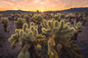 Cholla Sunrise Cholla Sunrise