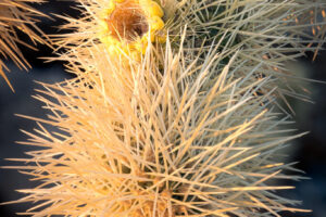 Cholla I Cholla I