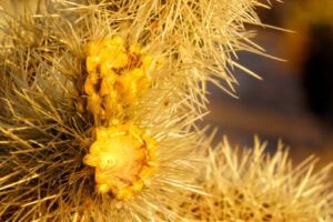 Cholla II Cholla II