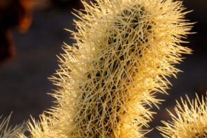 Cholla III Cholla III