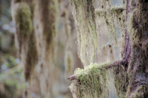 Lichen I