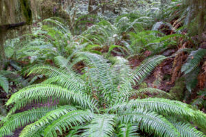 Fern Arch I Fern Arch I