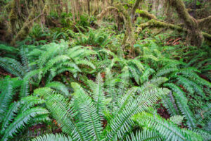 Fern Arch II Fern Arch II