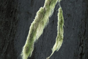 Lichen It Lichen It