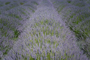 Lavender I Lavender I