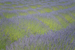 Lavender II Lavender II