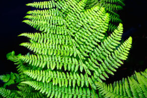 Fern Fern