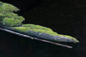 Log Log