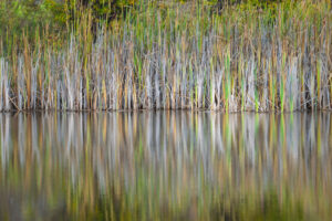 Reeds Reeds