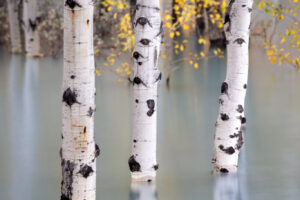 Flooded Aspens I