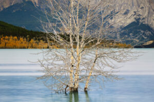 Flooded Aspens V