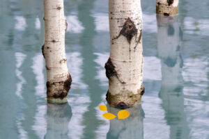 Flooded Aspens II