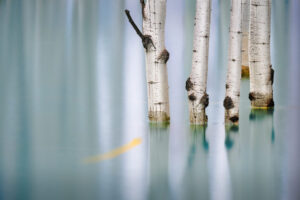 Flooded Aspens III Flooded Aspens III
