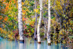 Flooded Aspens IV Flooded Aspens IV