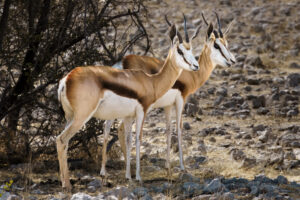 Impala