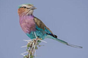 Lilac-Breasted Roller