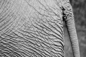 Elephant Hide