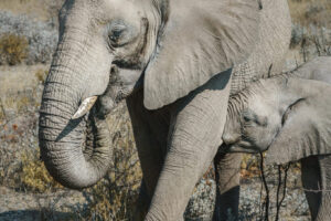 Mother and Calf Mother and Calf