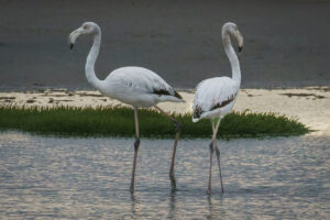 Flamingo Pair Flamingo Pair