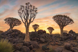 Quiver tree Sunset Quiver tree Sunset