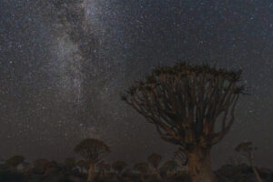 Quiver Tree Milky Way I Quiver Tree Milky Way I