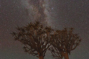 Quiver Tree Milky Way II Quiver Tree Milky Way II
