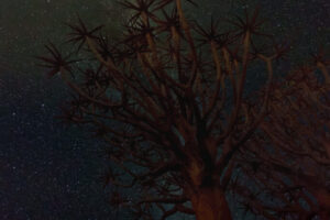 Quiver tree Milky Way III Quiver tree Milky Way III