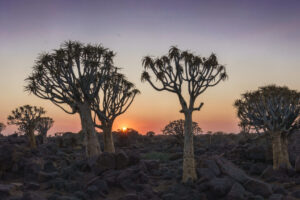 Quiver Tree Sunrise Quiver Tree Sunrise