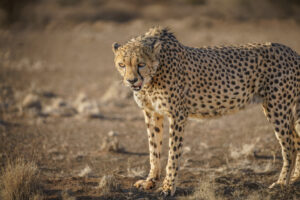 Cheetah I Cheetah I