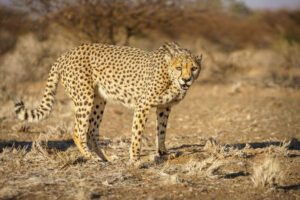 Cheetah II Cheetah II