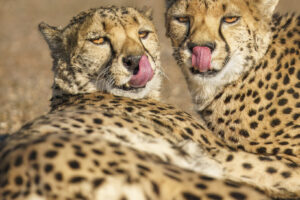 Cheetah Yum Cheetah Yum