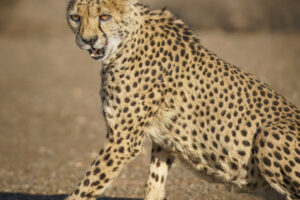 Cheetah III Cheetah III