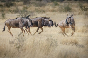 Wildebeest Play