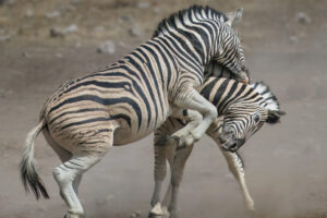 Zebra Fight I Zebra Fight I