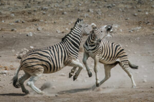 Zebra Fight II Zebra Fight II