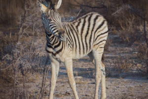 Zebra Foal