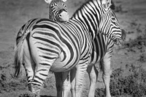 Zebra Love I