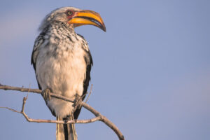 Southern Yellow-Billed Hornbill: The Flying Banana