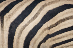 Stripes Stripes