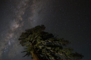 Milky Way Over Wesern Juniper Tree Milky Way Over Wesern Juniper Tree