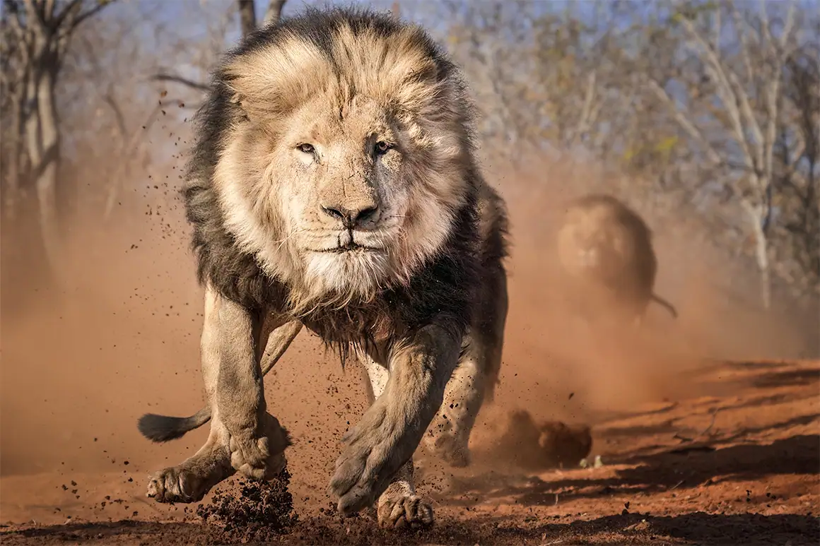 On the Hunt | Zimbabwe | Aug 2019 On the Hunt | Zimbabwe | Aug 2019